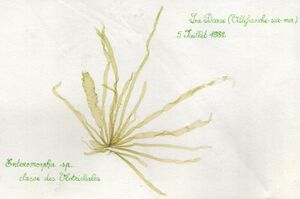 Taśma (Enteromorpha).