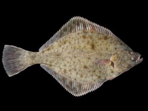 Stornia (Platichthys flesus).