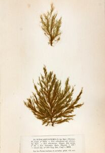 Plecha nitkowata (Pylaiella littoralis).