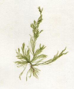 Gałęzatka (Cladophora).